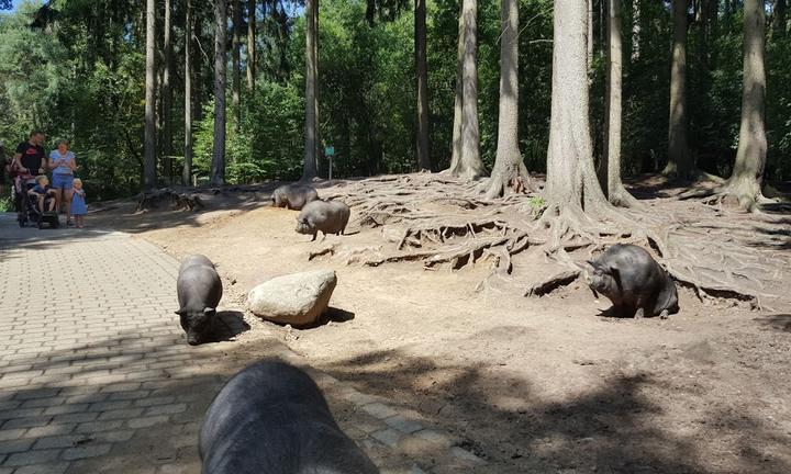 Wildpark-Restaurant Schwarze Berge